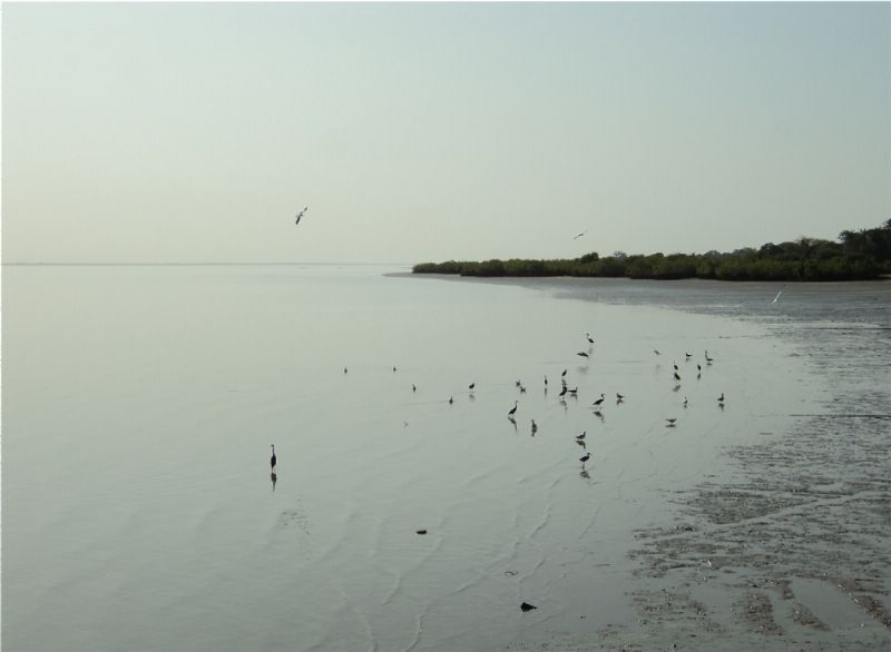 Gambia River III