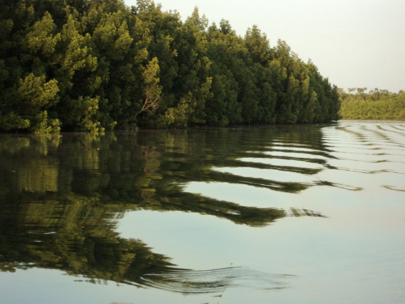 Gambia River II
